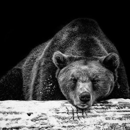 tumblr_ocmmgyfwbl1uo87guo1_500