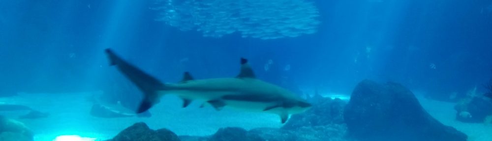 Un Jurnal Neverosimil